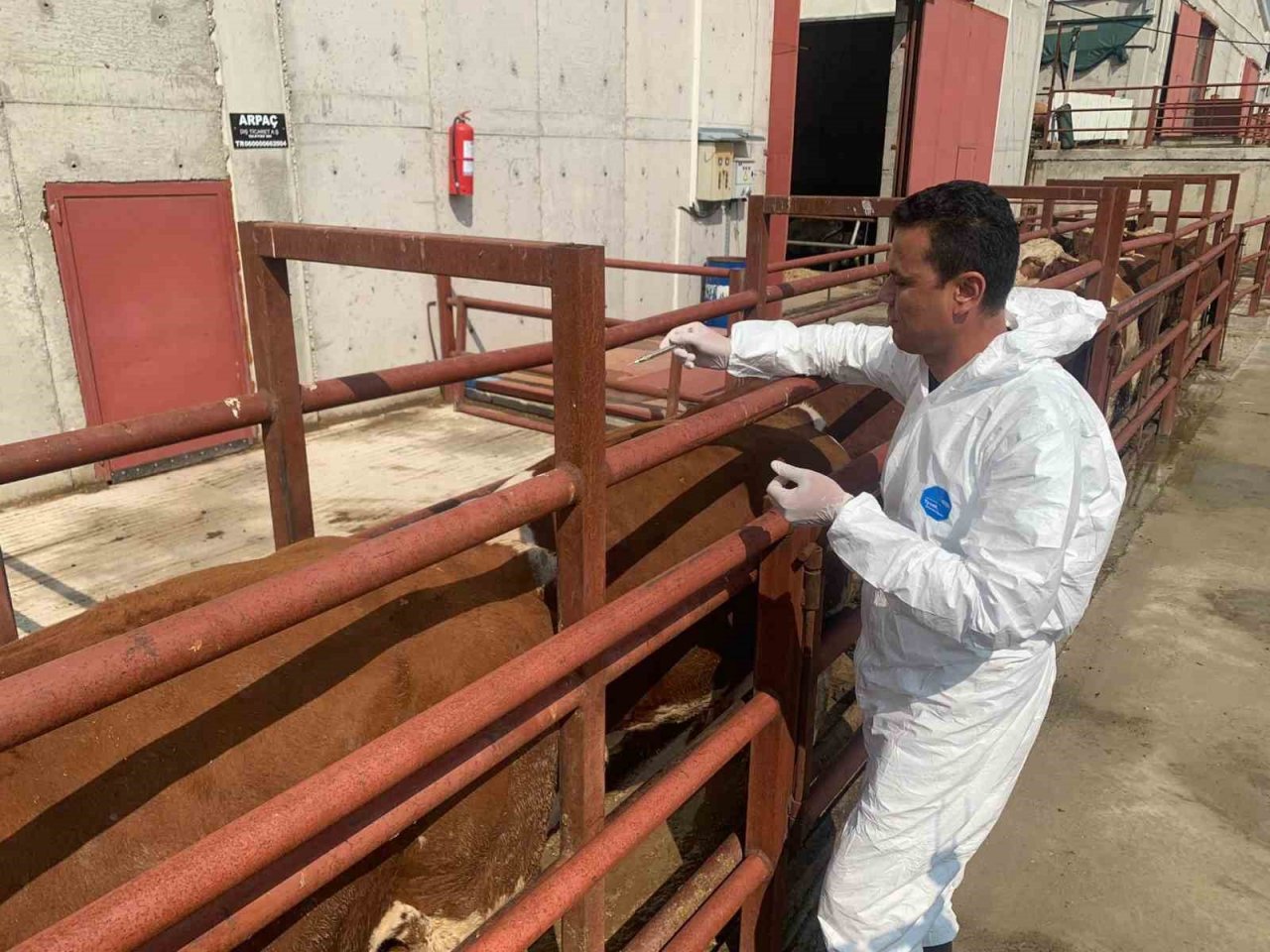 Ankara’da büyükbaş hayvanlara şap aşısı yapıldı