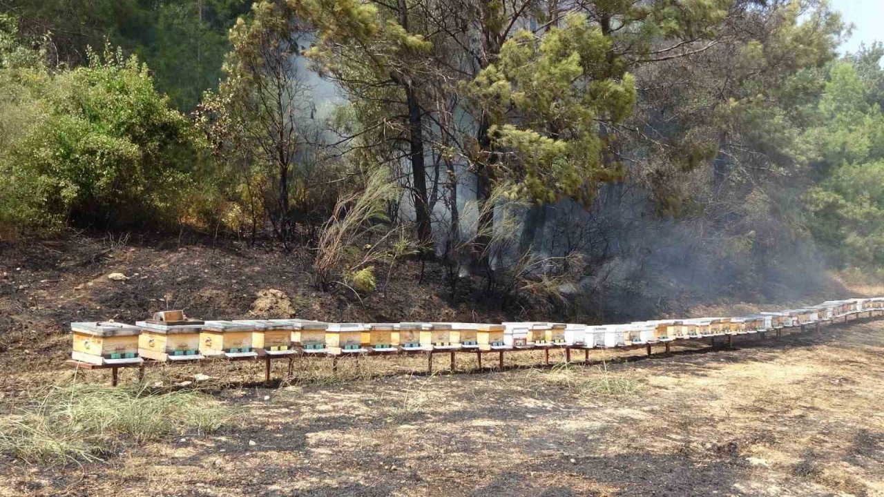 Yol kenarında başlayan yangında arı kovanları hızlı müdahaleyle kurtuldu