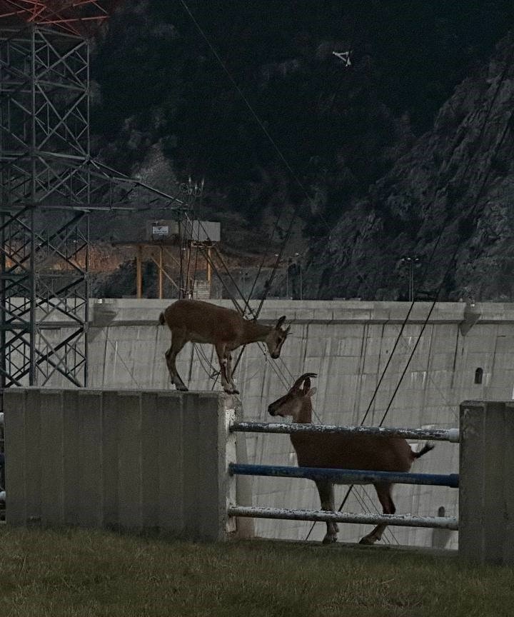 Artvin’de dağ keçilerinin keyifli halleri görüntülendi