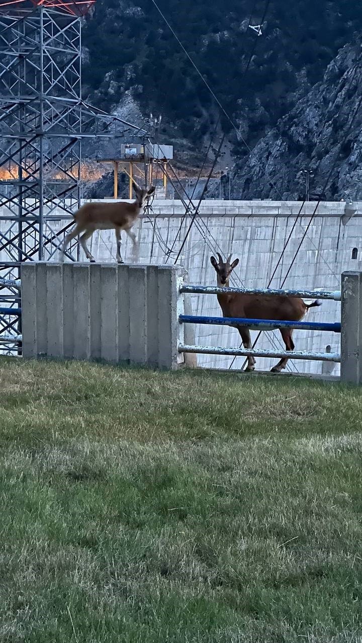 Artvin’de dağ keçilerinin keyifli halleri görüntülendi