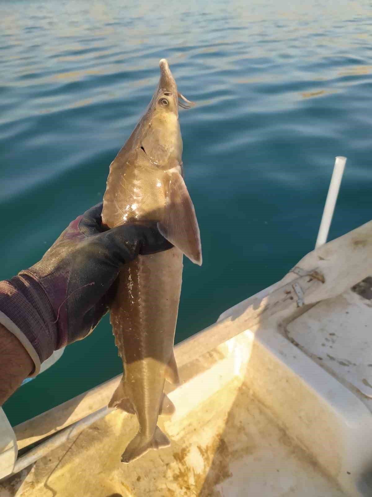 Atatürk Barajında ilk kez Mersin Balığı görüldü