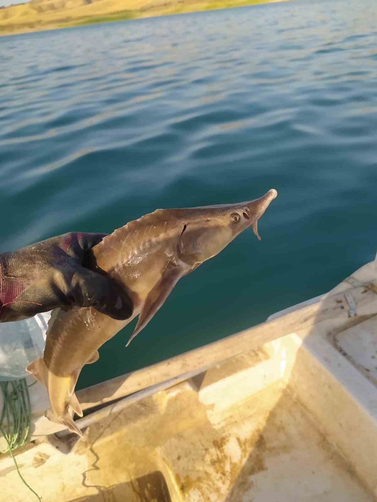 Atatürk Barajında ilk kez Mersin Balığı görüldü