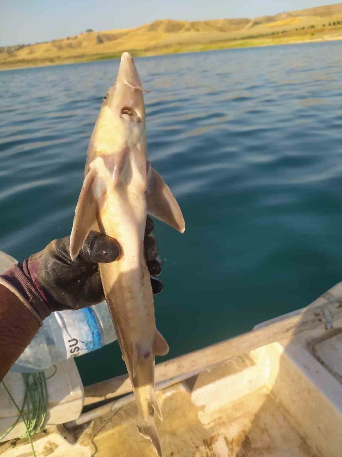 Atatürk Barajında ilk kez Mersin Balığı görüldü