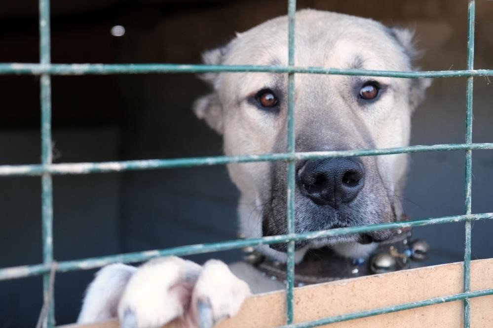 Avrupa ülkelerinden bile talep gören saf ırk köpekler, Erzincan’da yetiştiriliyor