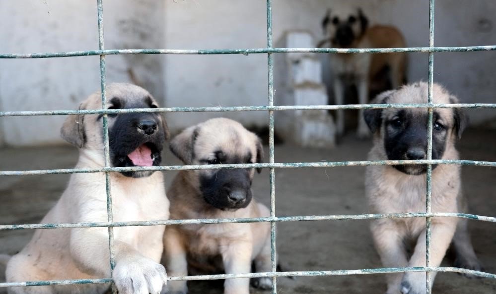 Avrupa ülkelerinden bile talep gören saf ırk köpekler, Erzincan’da yetiştiriliyor