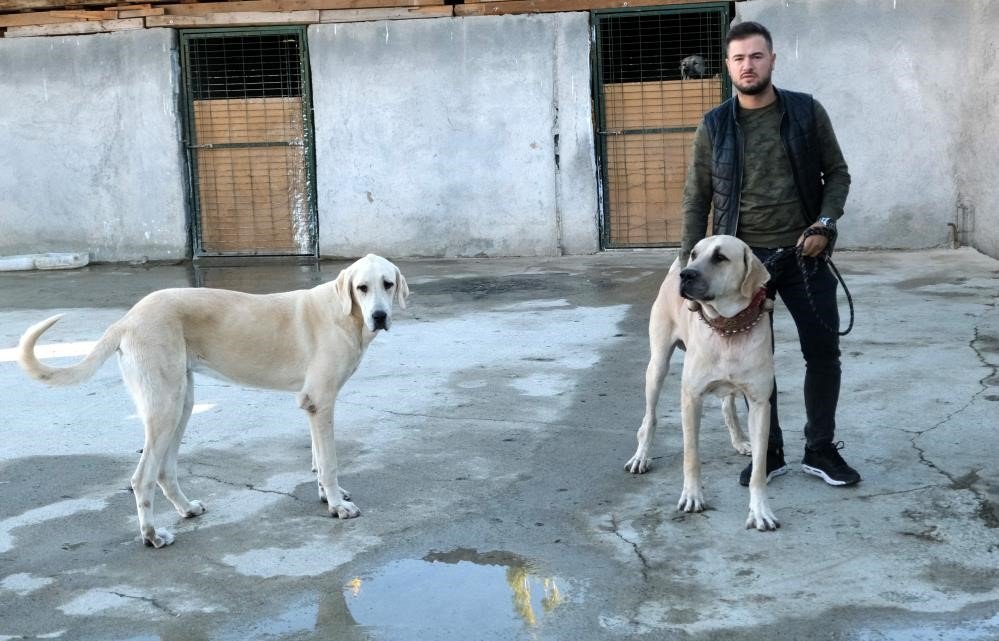 Avrupa ülkelerinden bile talep gören saf ırk köpekler, Erzincan’da yetiştiriliyor