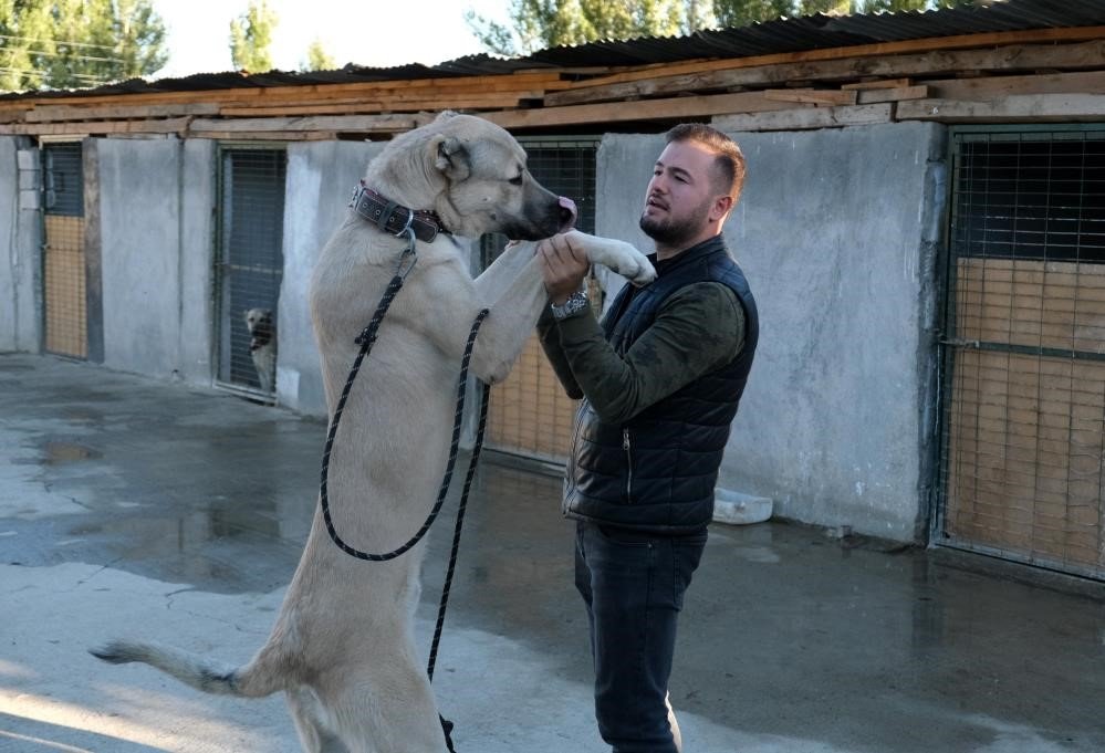 Avrupa ülkelerinden bile talep gören saf ırk köpekler, Erzincan’da yetiştiriliyor