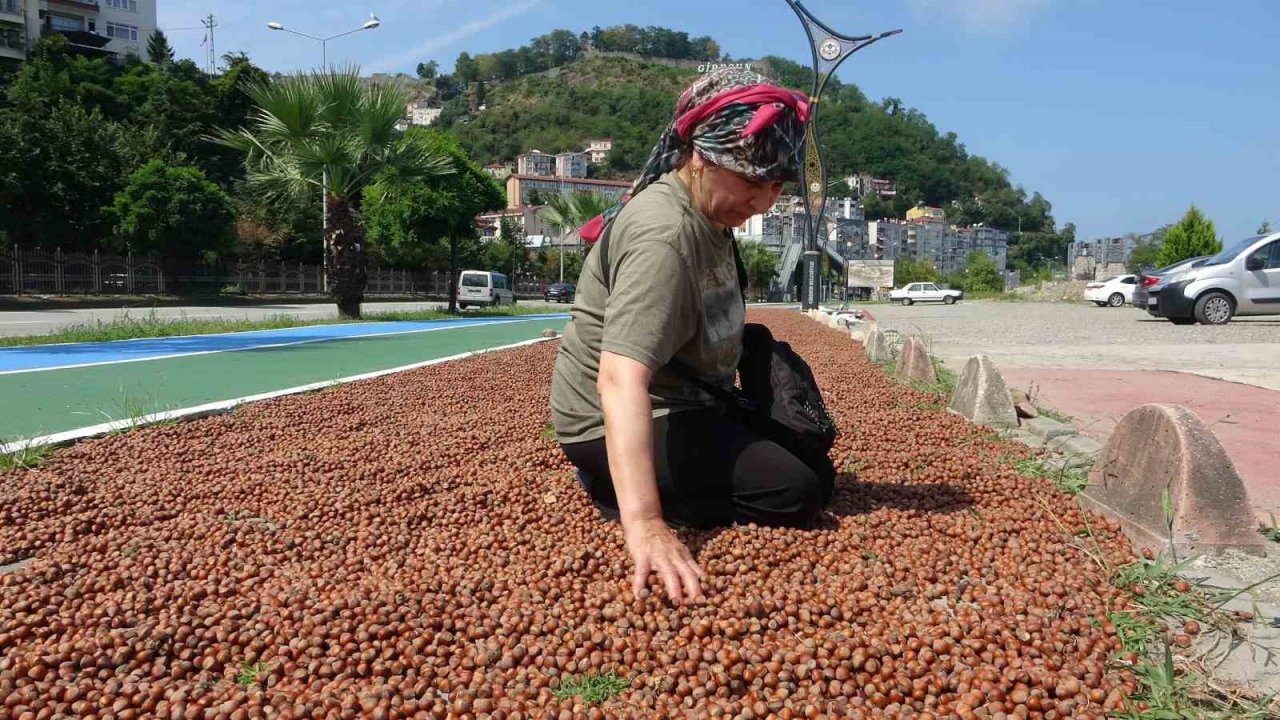 Serbest piyasada fındık fiyatları yükselme eğilimine girdi