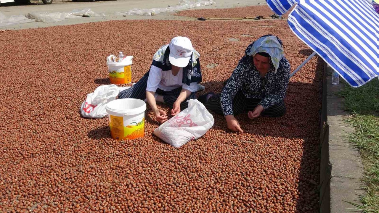 Serbest piyasada fındık fiyatları yükselme eğilimine girdi