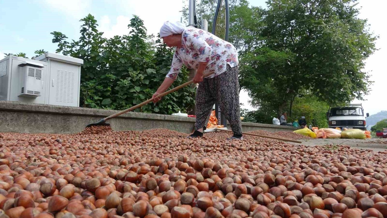 Serbest piyasada fındık fiyatları yükselme eğilimine girdi