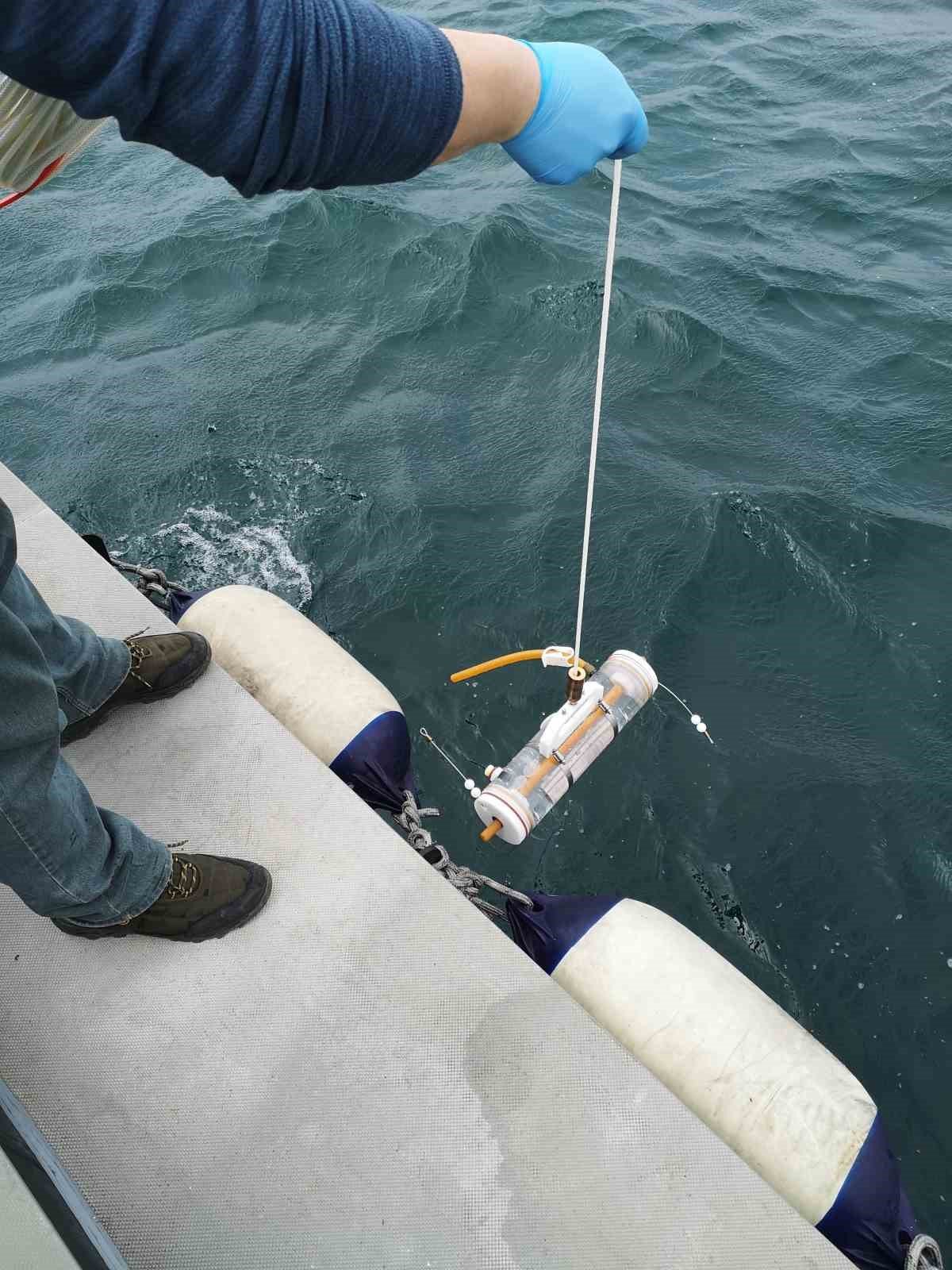 İstanbul’da midye avlanan alanların sayısı arttı