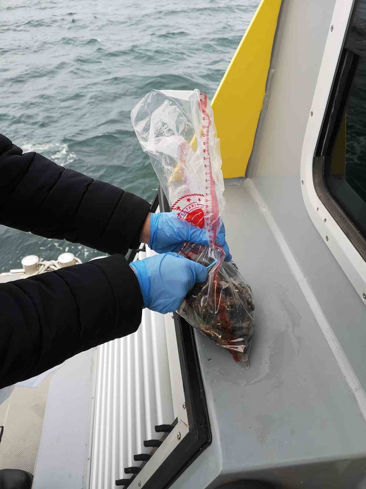 İstanbul’da midye avlanan alanların sayısı arttı