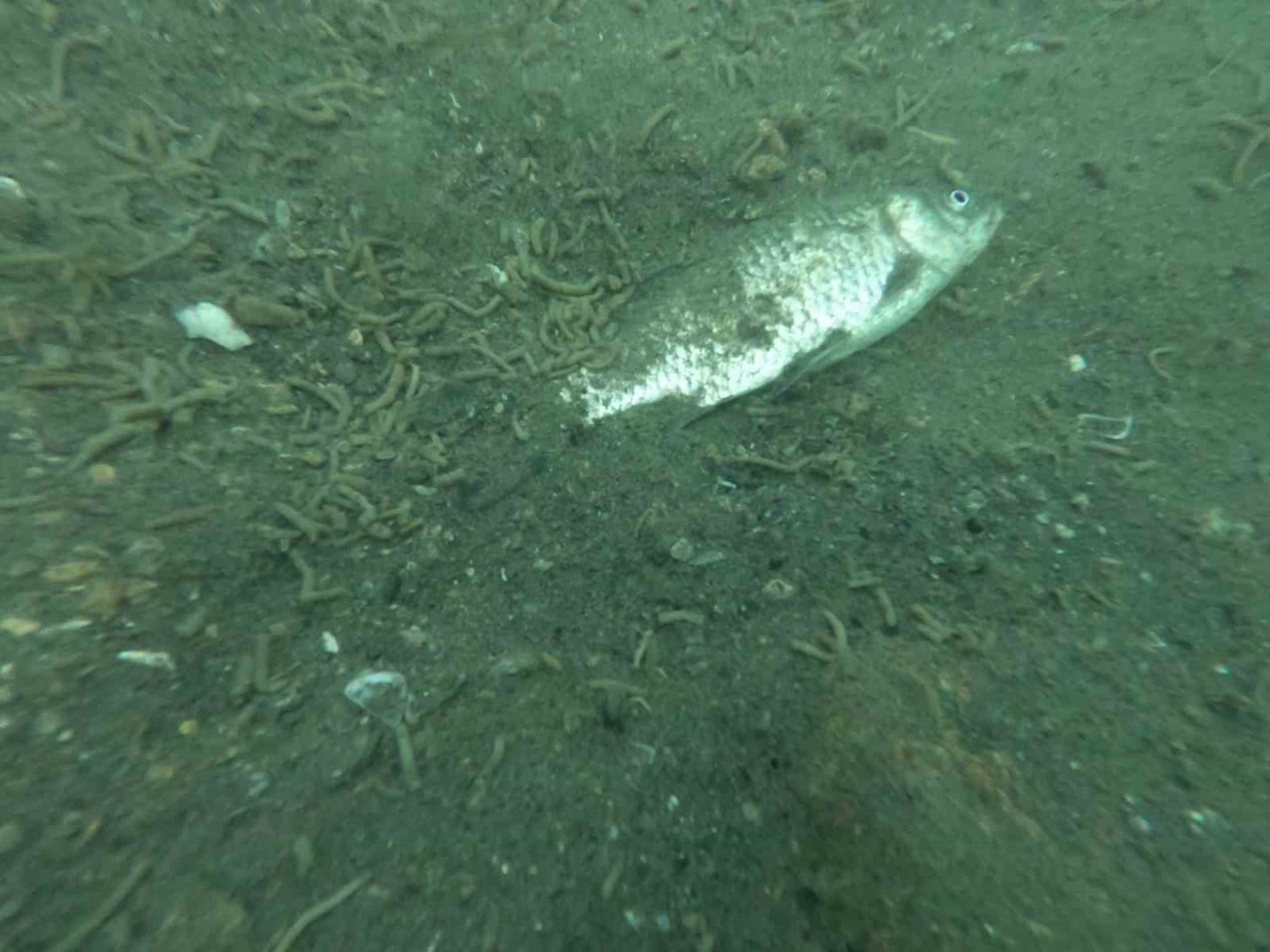 Keban Baraj Gölü’ndeki kirlilik su altı kamerası ile görüntülendi