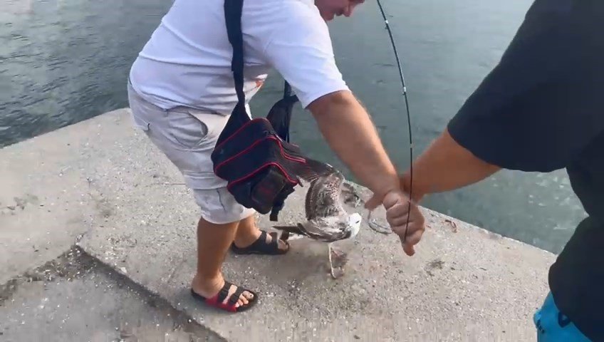 Balıkçıların oltasına bu kez balık değil martı takıldı