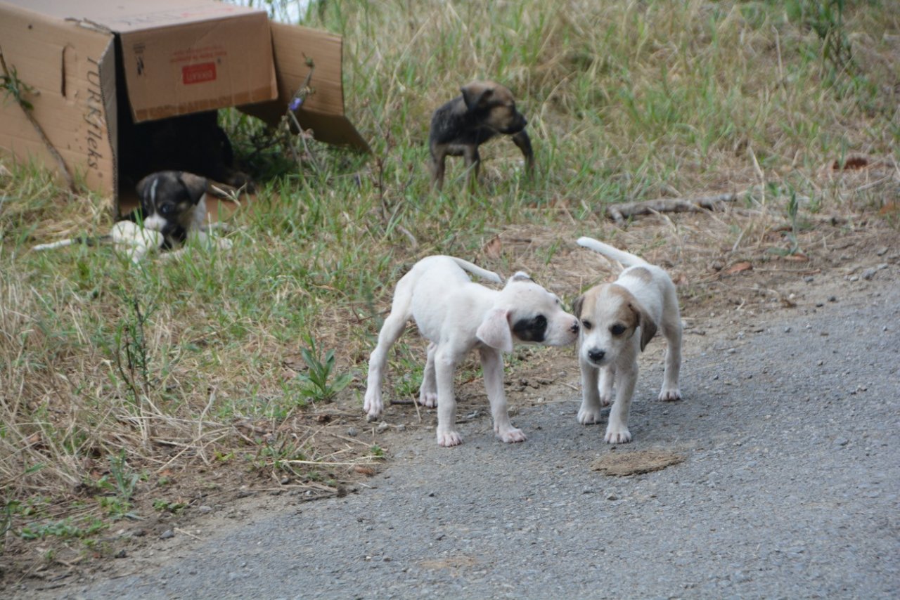 Sinop Mertoğlu köyünde başıboş köpek sorunu
