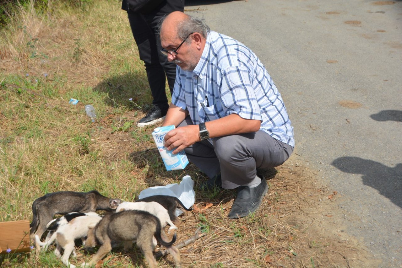 Sinop Mertoğlu köyünde başıboş köpek sorunu