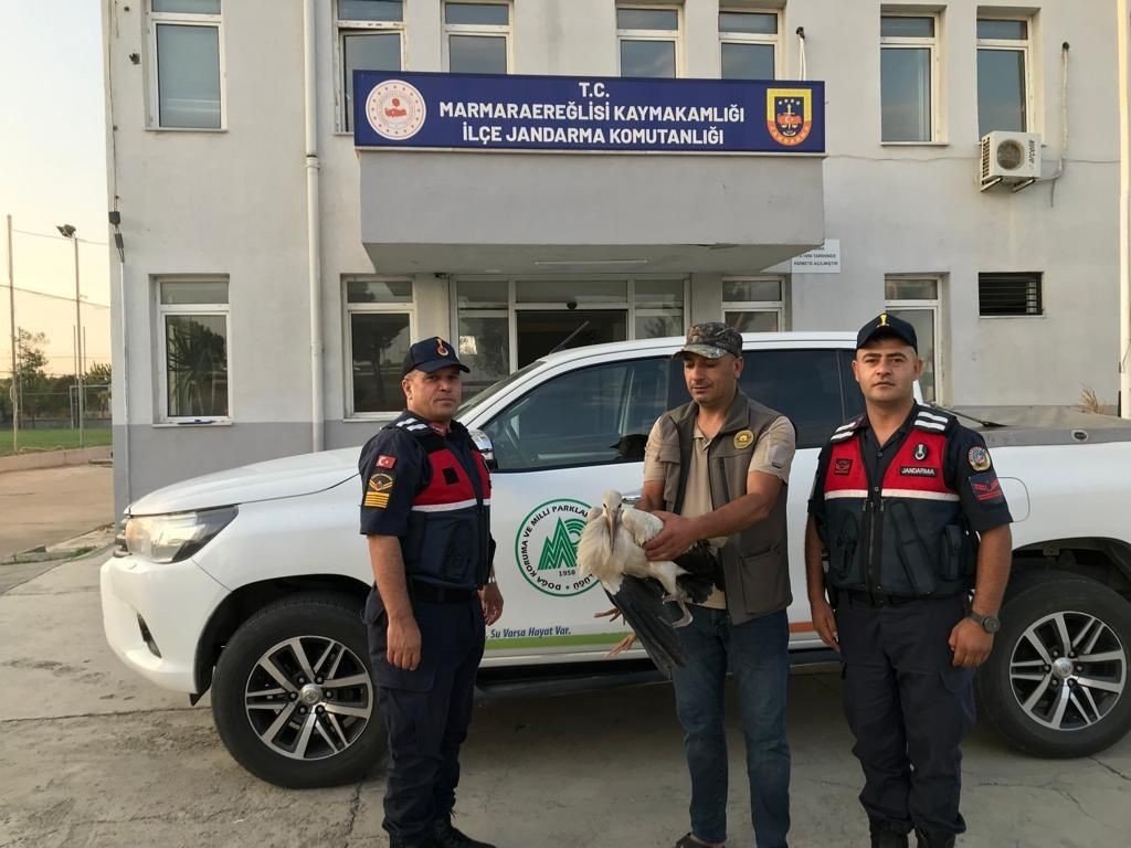 Jandarma yaralı leylek buldu