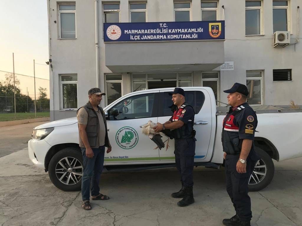 Jandarma yaralı leylek buldu