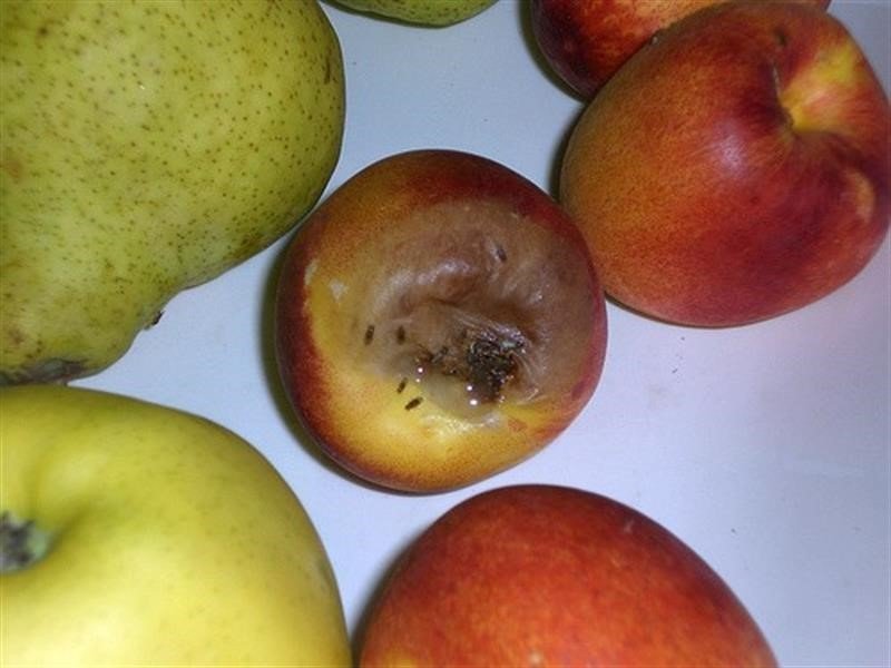 Akdeniz Meyve Sineğine ile mücadele dönemi başladı