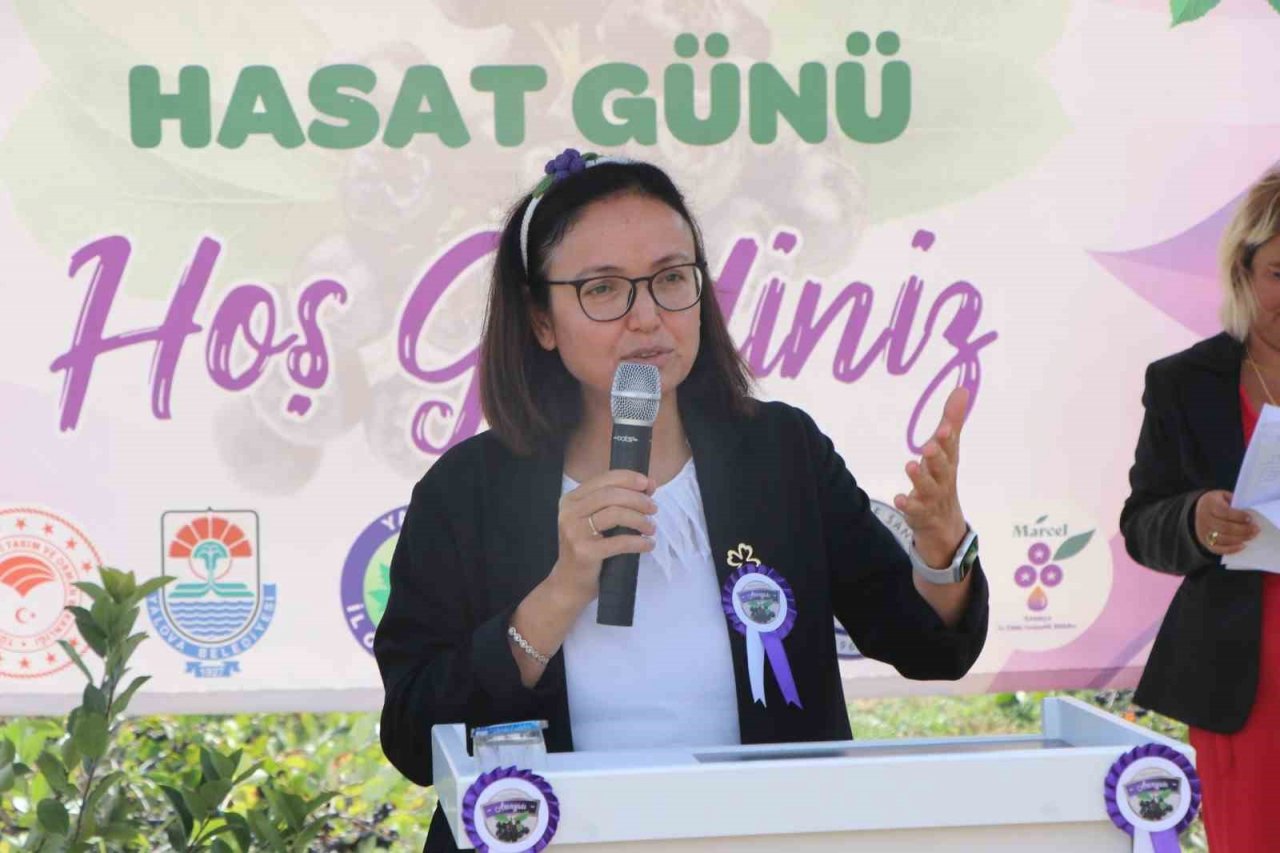 Yalova’nın coğrafi işaretli meyvesi aronyada hasat sevinci