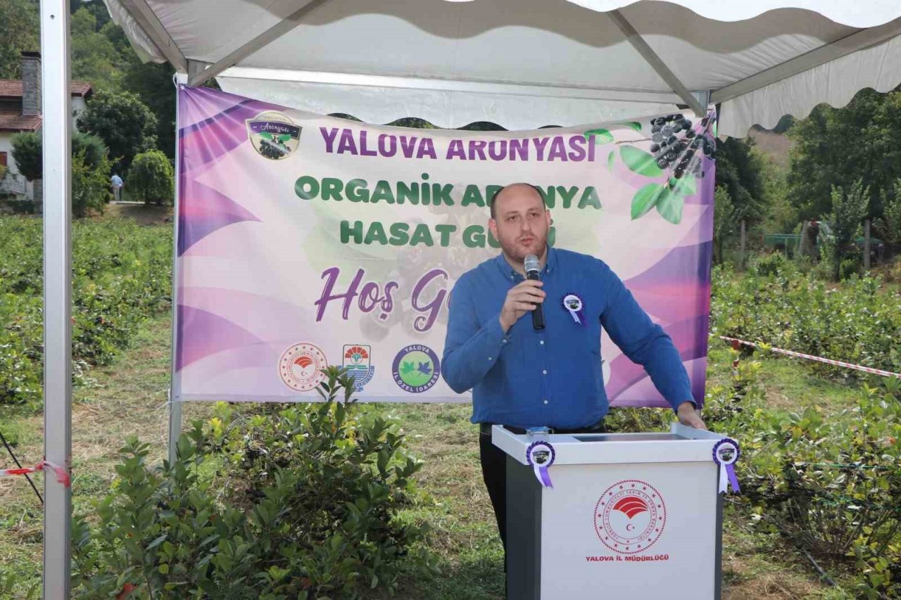 Yalova’nın coğrafi işaretli meyvesi aronyada hasat sevinci