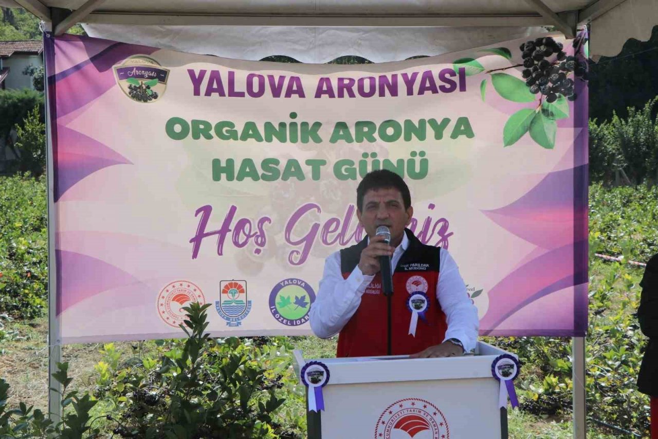 Yalova’nın coğrafi işaretli meyvesi aronyada hasat sevinci