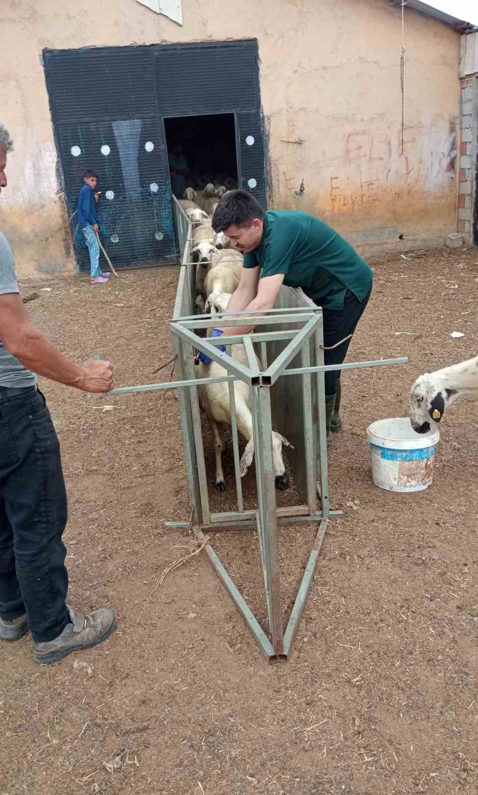 Küçükbaş hayvanların aşı ve küpe takma işlemleri daha hızlı yapılacak