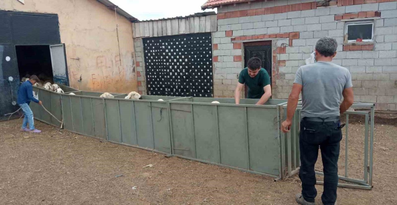 Küçükbaş hayvanların aşı ve küpe takma işlemleri daha hızlı yapılacak