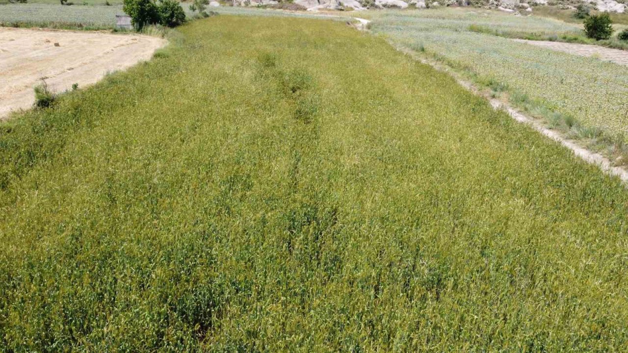 Boyu 2 metreye yaklaşan buğday