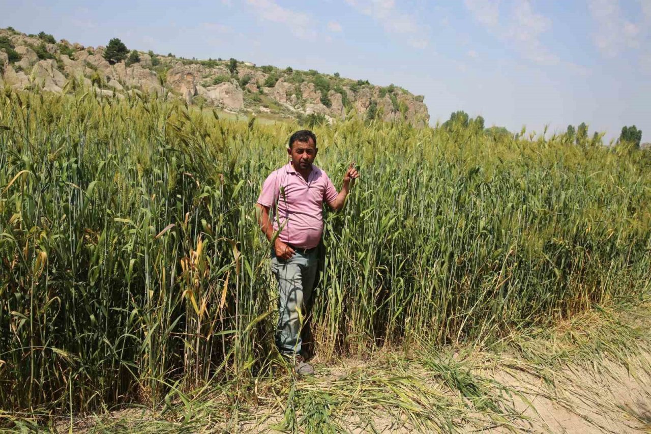 Boyu 2 metreye yaklaşan buğday