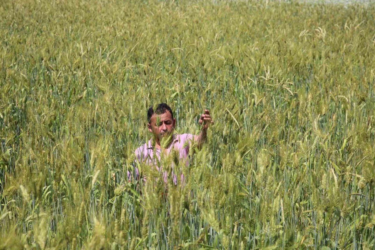Boyu 2 metreye yaklaşan buğday