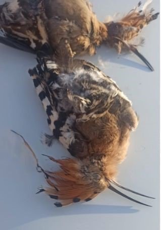 Antalya’da kaçak avcılık yapan 4 kişiye 14 bin 279 lira para cezası uygulandı