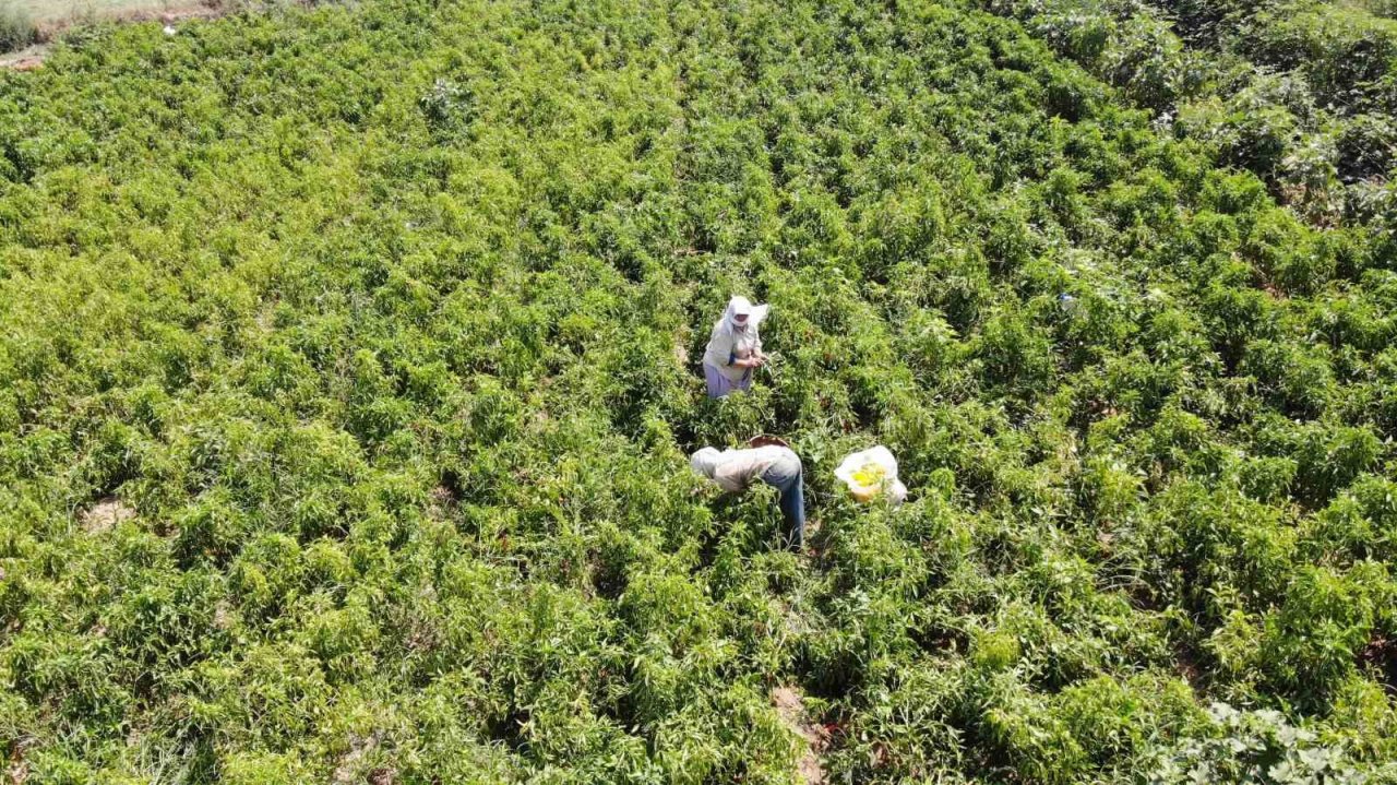 Biber, bu yıl altın yılını yaşıyor