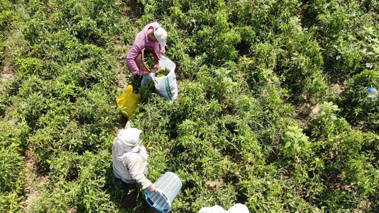 Biber, bu yıl altın yılını yaşıyor
