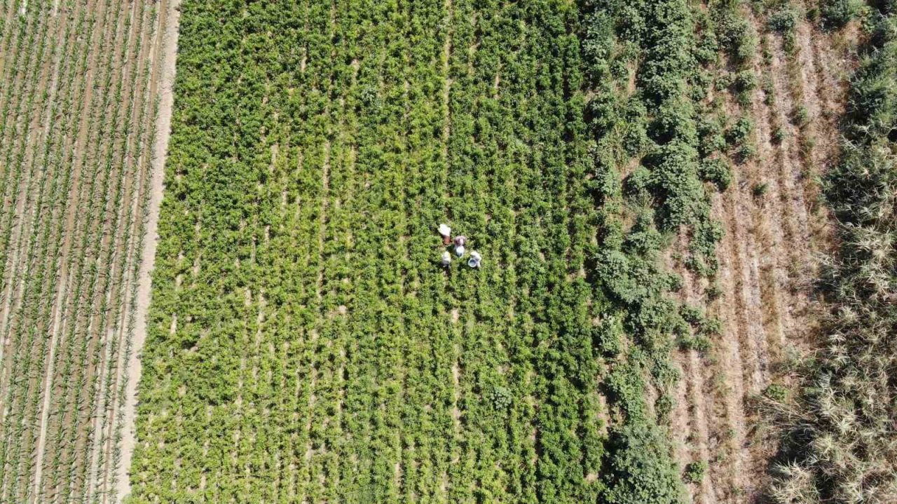 Biber, bu yıl altın yılını yaşıyor