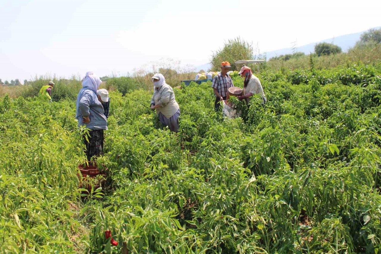 Biber, bu yıl altın yılını yaşıyor