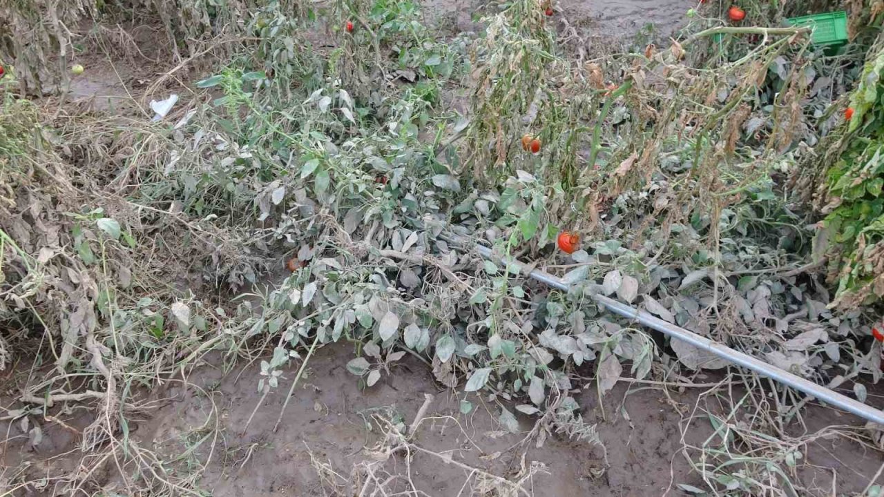 Ezine’de sağanak yağışla birlikte bin 150 dekar tarım arazisi zarar gördü