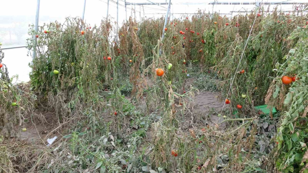 Ezine’de sağanak yağışla birlikte bin 150 dekar tarım arazisi zarar gördü