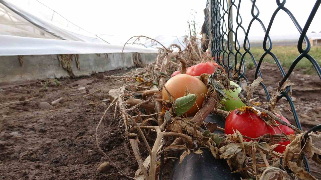 Ezine’de sağanak yağışla birlikte bin 150 dekar tarım arazisi zarar gördü