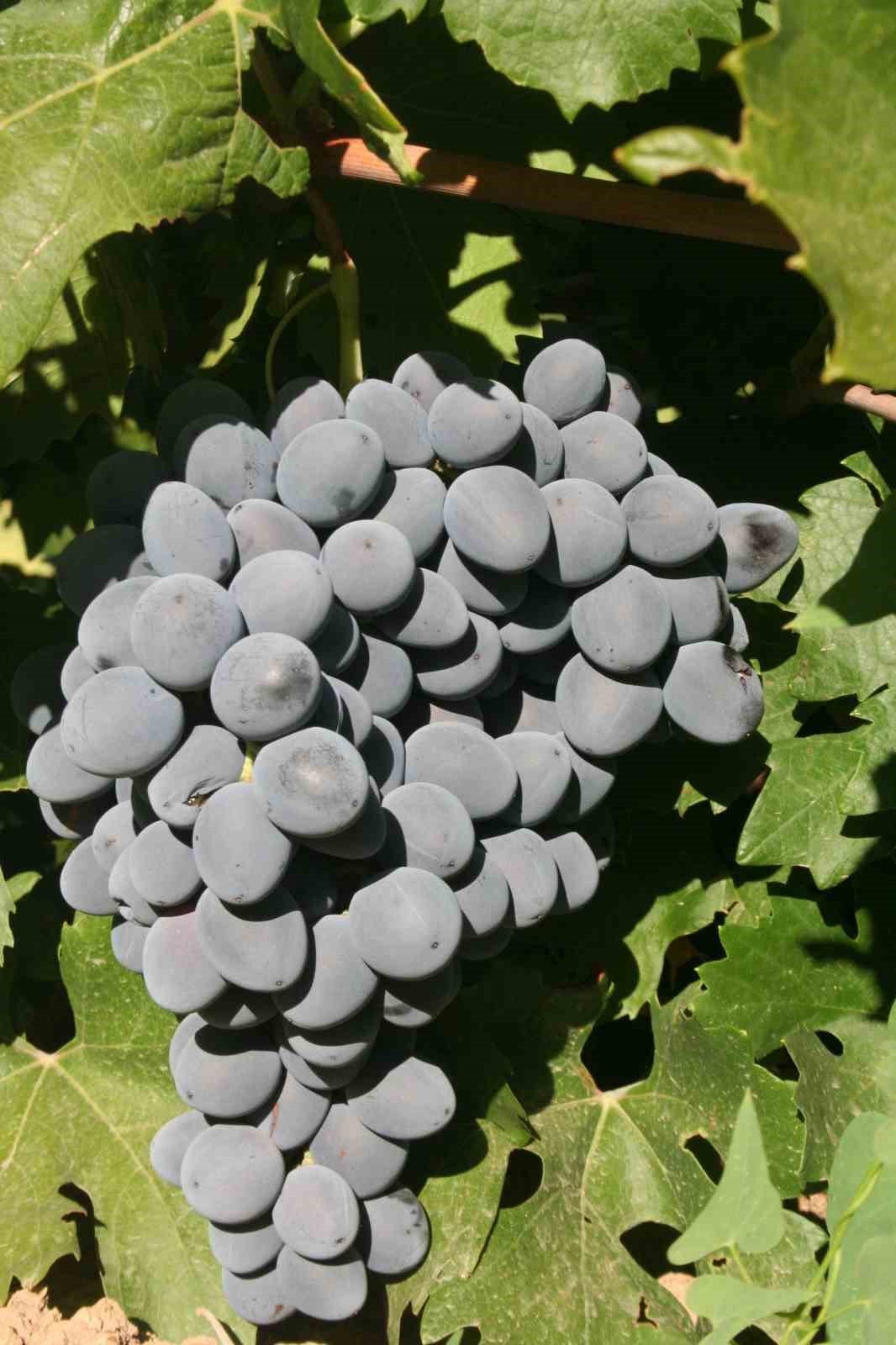 Cimin Üzümü hastalıklara şifa