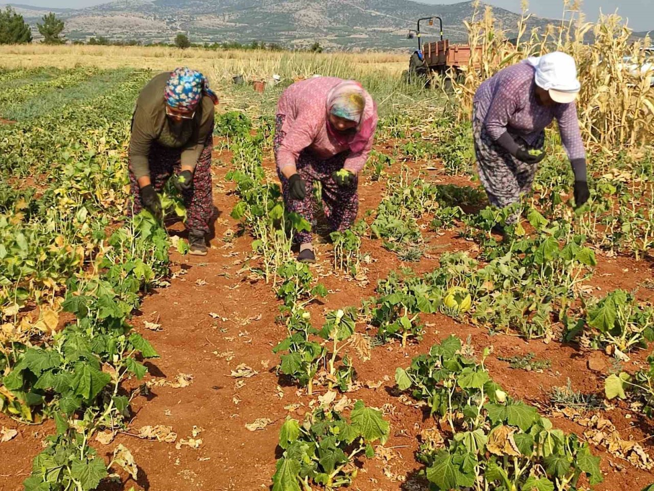 Çal bamyasının tescillenmesi için çalışma başlatıldı