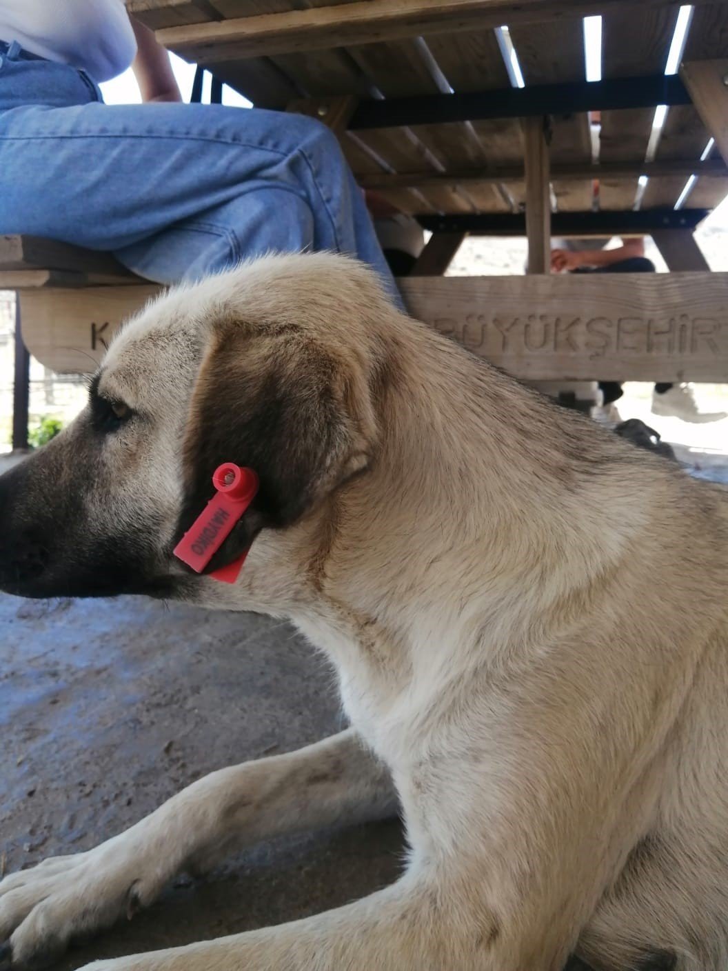 Elbistan’a hayvan hastanesi kuruluyor