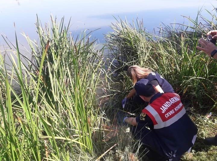 Yayla gölünde balık ölümleri
