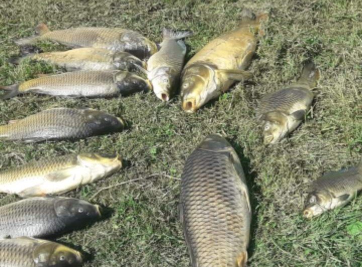 Yayla gölünde balık ölümleri