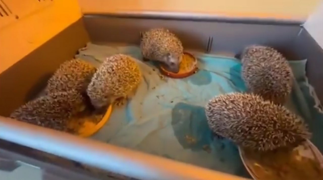 Kars’ta 6 yavru kirpi koruma altında