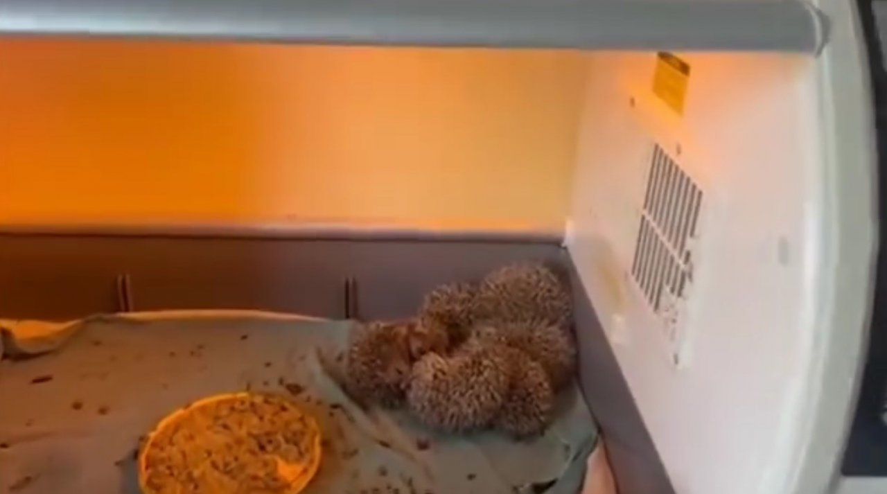 Kars’ta 6 yavru kirpi koruma altında