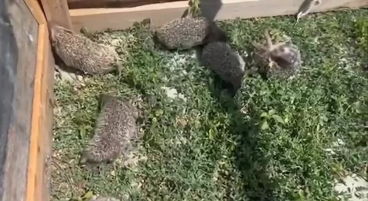 Kars’ta 6 yavru kirpi koruma altında