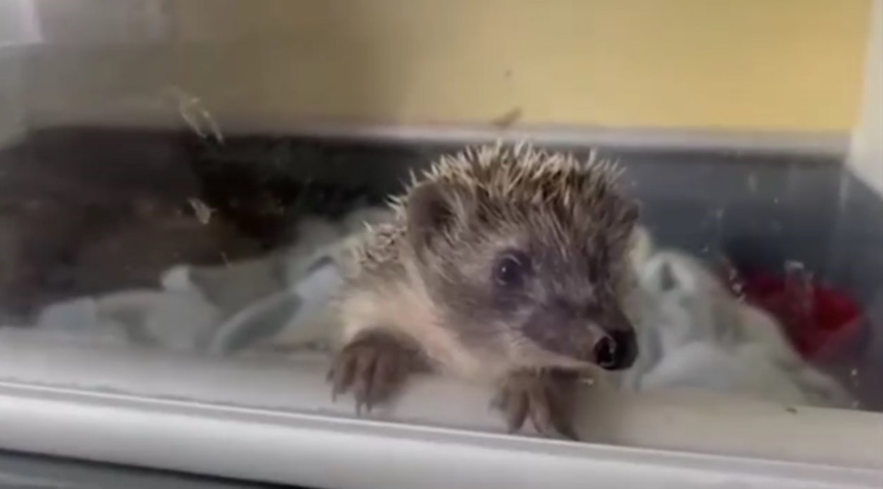 Kars’ta 6 yavru kirpi koruma altında