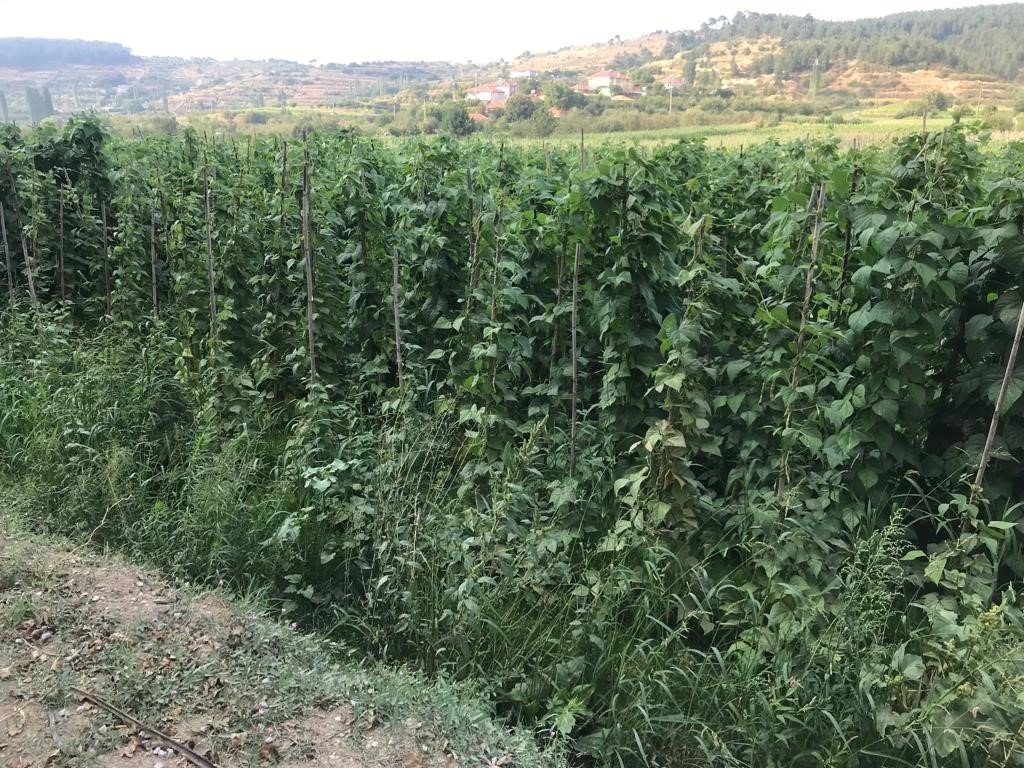 Sebze meyve üretiminde güz bereketi