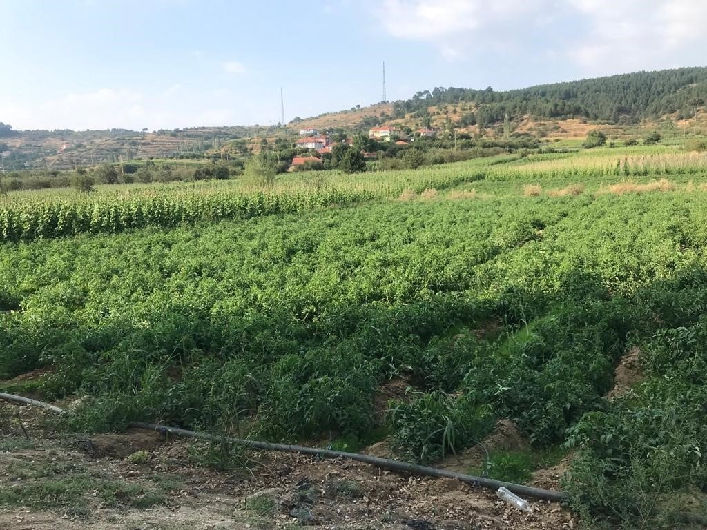 Sebze meyve üretiminde güz bereketi